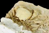 Fossil Crab (Potamon) Preserved in Travertine - Turkey #145057-5